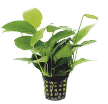Anubias nana PC Aquafleur