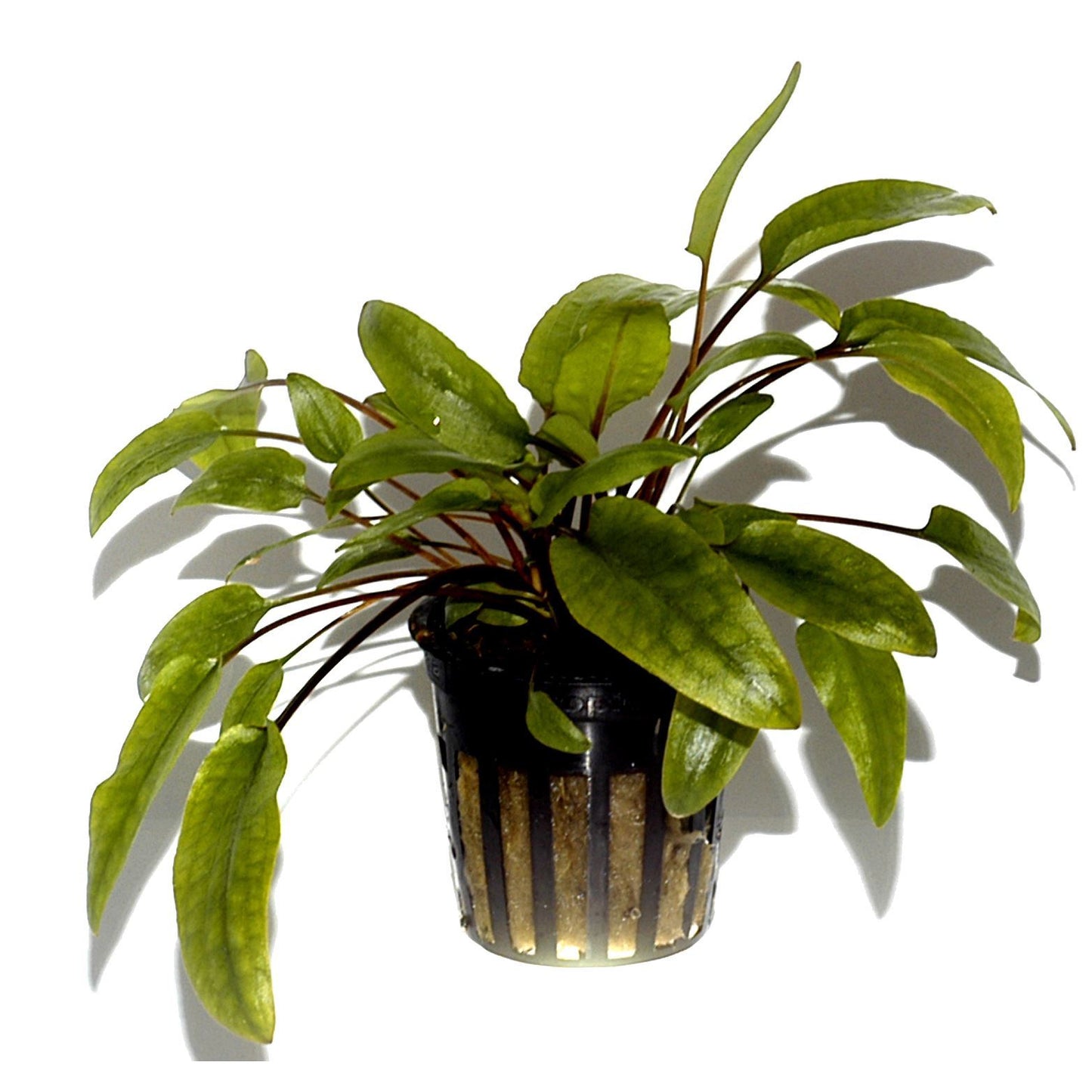 Cryptocoryne wendtii AQUADIP