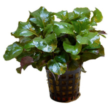 Lobelia cardinalis Wavy Aquafleur