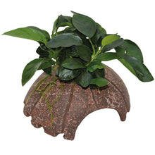 Deco Coconut Anubias Aquafleur
